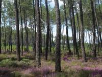 Randonnée : A Labrit "Parfums de landes"