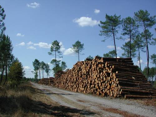 Randonnée : Houeillès, balade en forêt