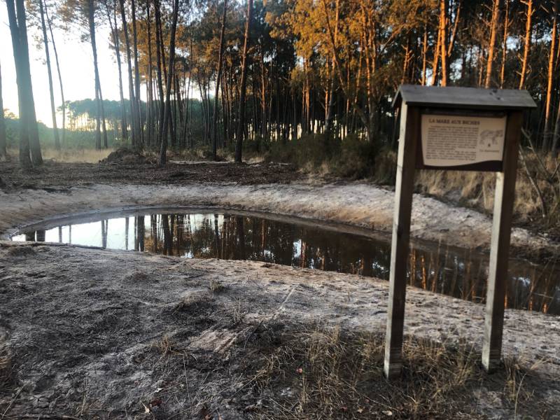 Randonnée : A Vieux-Boucau, sentier découverte La mare aux biches