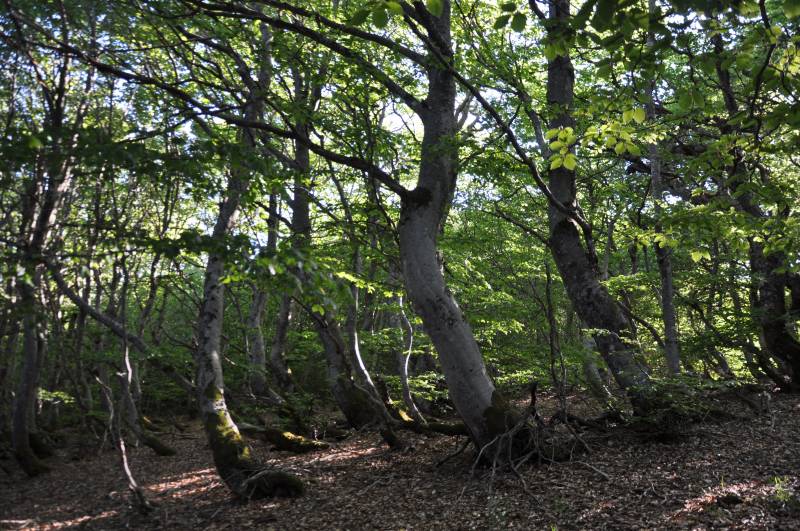 Randonnée : LA FORET DE MERCOIRE
