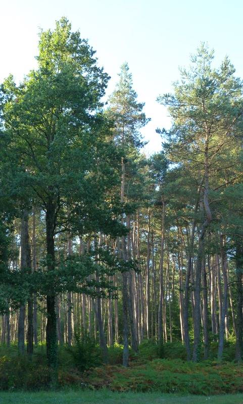 Randonnée : Circuit de l'étang du Crot aux Sablons