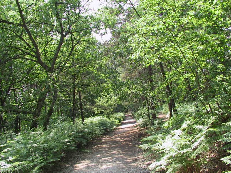 Randonnée : Circuit de Monthault