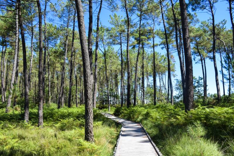 Randonnée : Sentier des Tourbières de l'Estanque