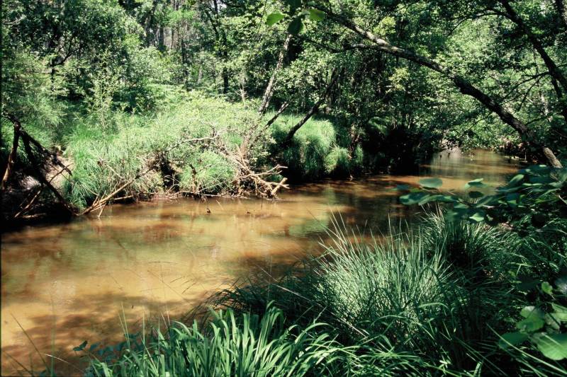 Randonnée : Grande Leyre landaise de Commensacq à Pissos