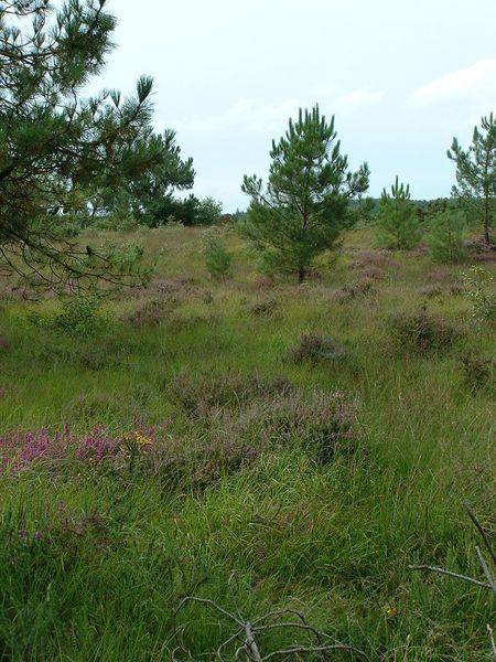 Randonnée : Les chemins du Mont-Saint-Michel - Chemin de Cherbourg - Lessay - Ancteville