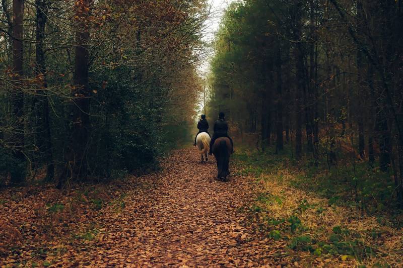 Randonnée : La forêt de Grimbosq