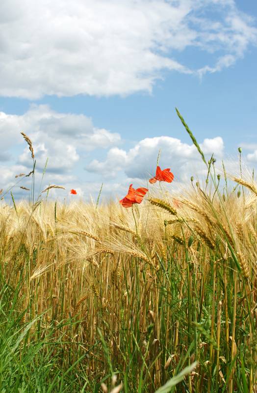Randonnée : La Beauce au Naturel