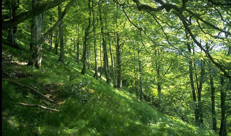 Randonnée : Petrilare (Forêt d'Iraty)