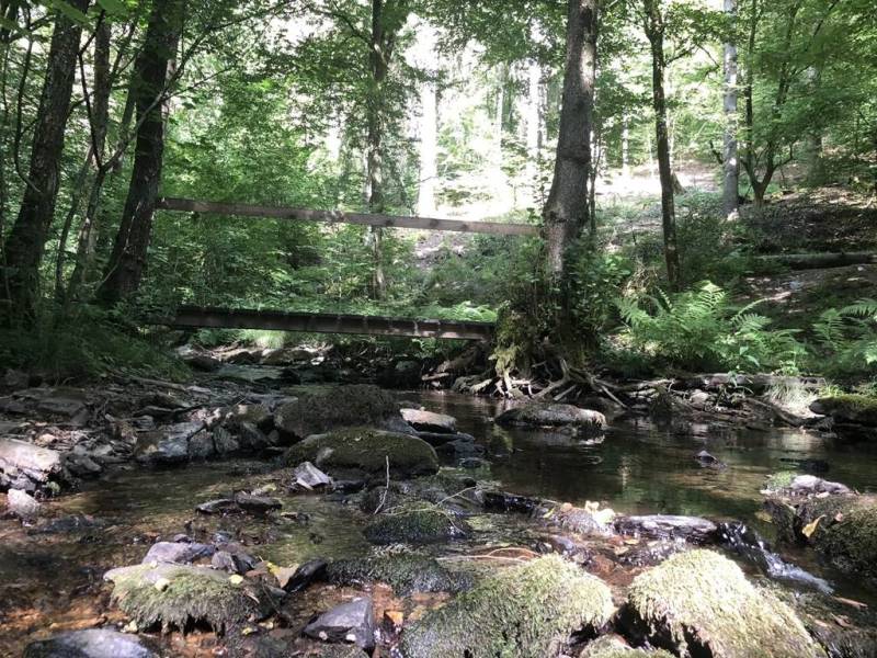 Randonnée : Balade dans la forêt de Sedan