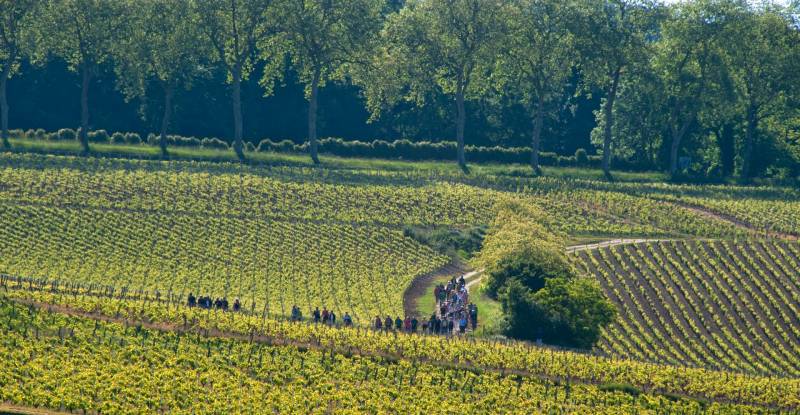 Randonnée : De la vigne au vin à Pouilly