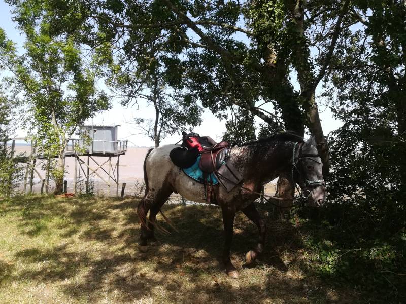 Randonnée : Boucle à cheval Saint-Laurent Listrac