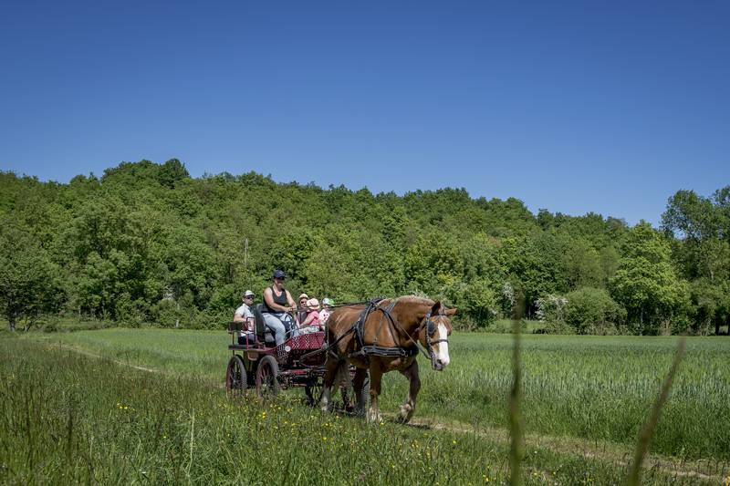 Randonnée : Entre bocage et roussard... en attelage