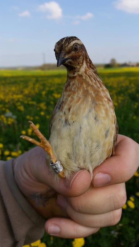 Randonnée : Sur les Chemins du Périgord - A l'affut de la faune sauvage de Verteillac