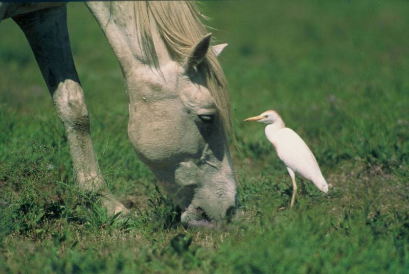 Randonnée : ARLES - Autour du riz et des chevaux de Camargue à vélo