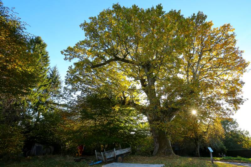 Randonnée : Sur les chemins de Marcouyeux