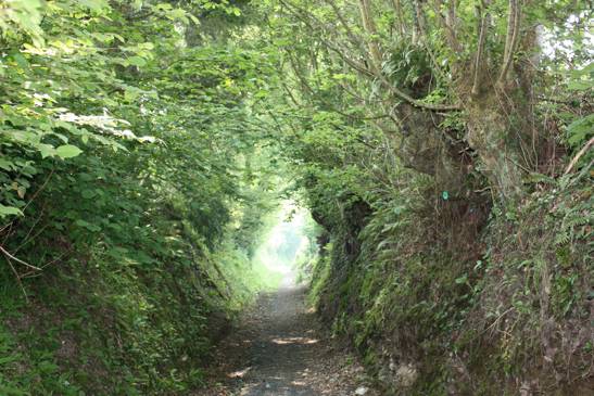 Randonnée : Promenade du CAUE "des Arbres-à-bois"