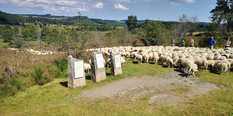 Randonnée : Tourbière du Longeyroux : sentier d'interprétation des Linaigrettes - 1 km