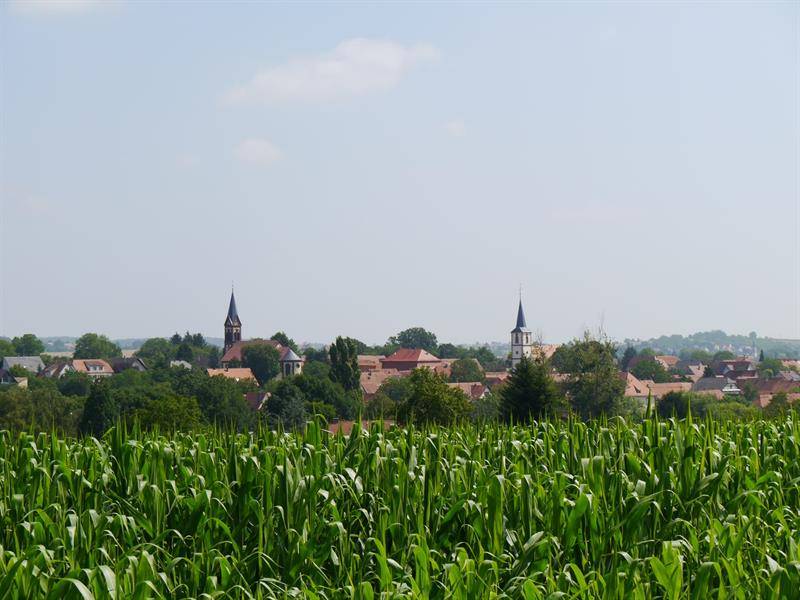 Randonnée : Promenade découverte de Kutzenhausen