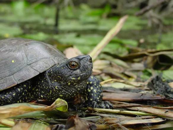 Randonnée : Le héron et la tortue
