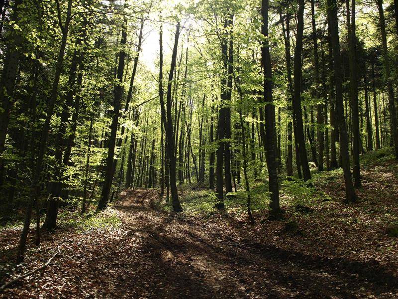 Randonnée : Circuit VTT n°13 La voie romaine