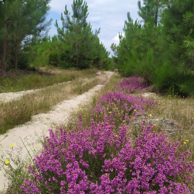Randonnée : A Lit et Mixe, circuit du Cap de l'Homy