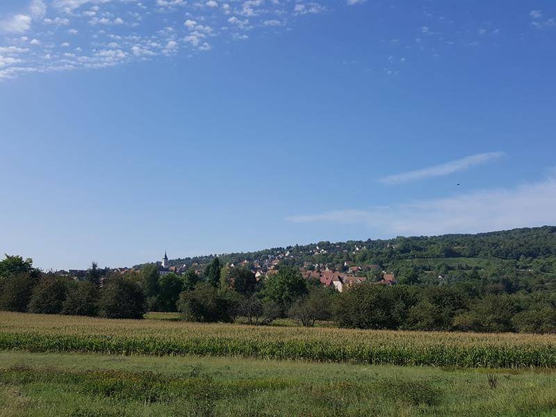 Randonnée : Circuit du Bischenberg