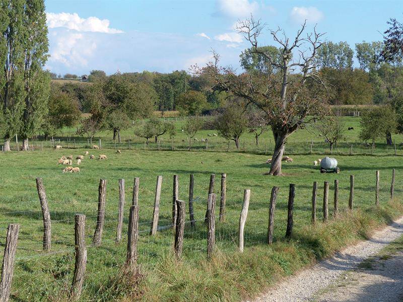 Randonnée : Circuit des collines de Rixheim