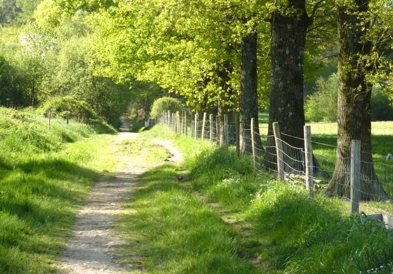 Randonnée : Forêt des Vaseix sentier la promenade de Chamberet
