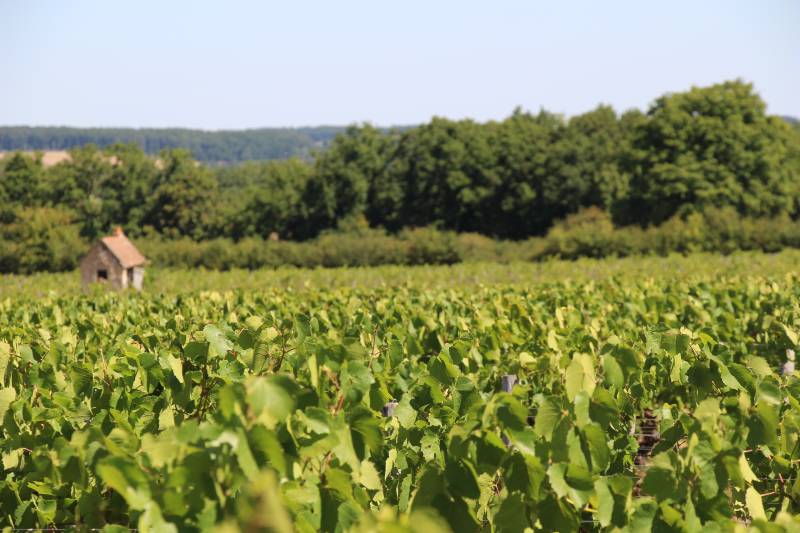 Randonnée : Les vignes