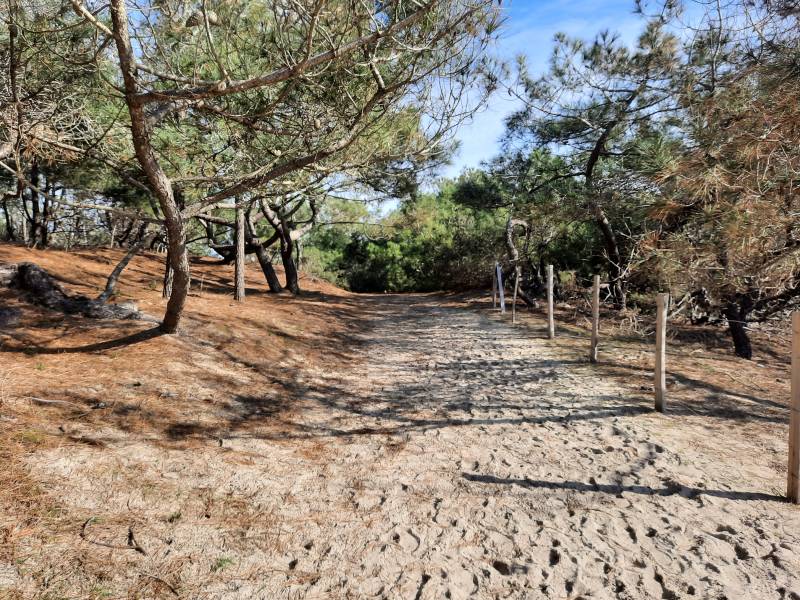 Randonnée : Sentier des genêts - Réserve Naturelle de Hourtin
