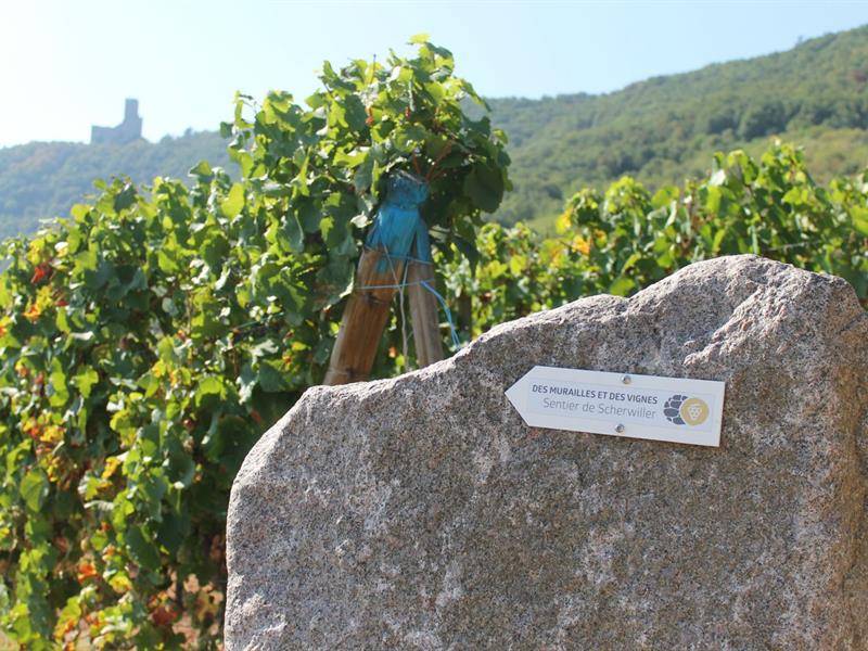Randonnée : Sentier des Murailles et des Vignes - Scherwiller