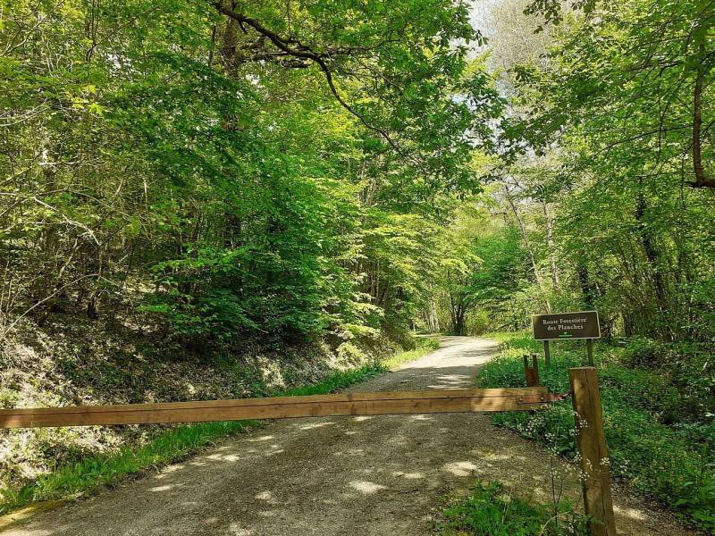 Randonnée : Circuit La Forêt