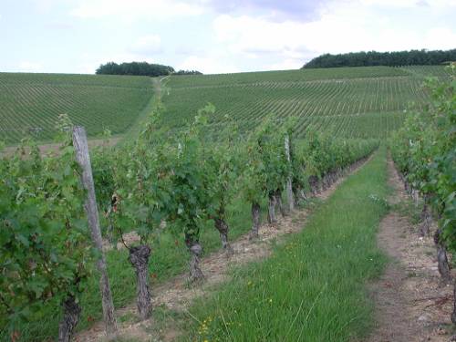 Randonnée : Brazalem et Limon, vignobles et vergers d'Albret