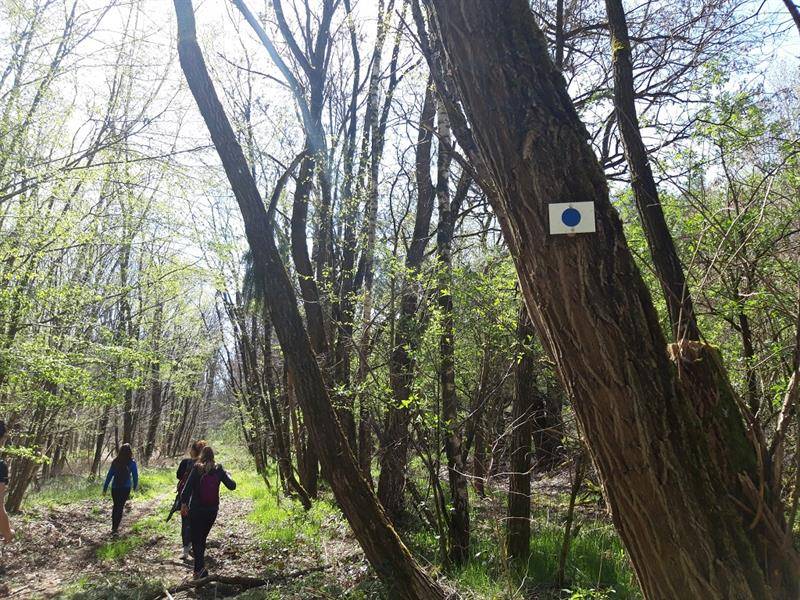 Randonnée : Circuits du Club vosgien section de Saint-Avold
