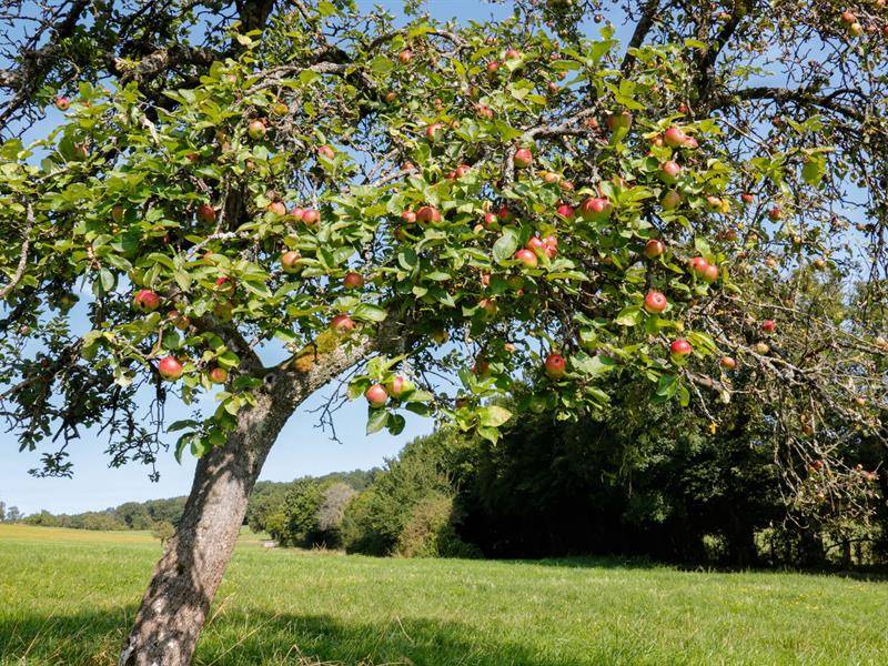 Randonnée : Le Chemin des Fruitiers