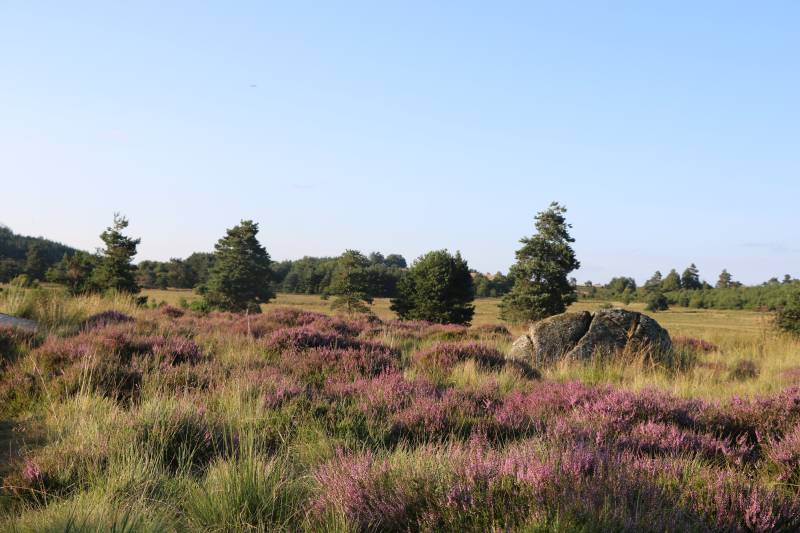 Randonnée : Sentier d'interprétation des Bruyères - 8 km