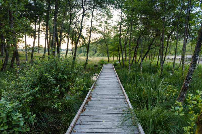 Randonnée : Forêt de Meilhards