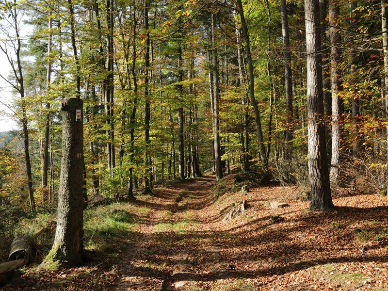 Randonnée : Circuit des Orpailleurs