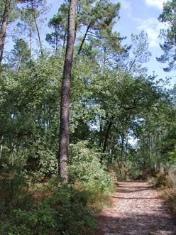 Randonnée : Casteljaloux, porte de la forêt landaise