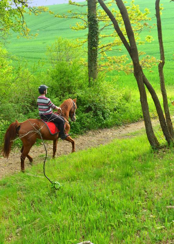 Randonnée : En forêt de Senonches