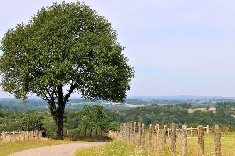 Randonnée : Sentier Les Tupes