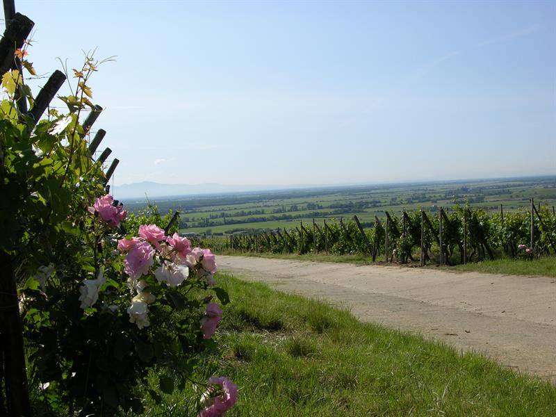 Randonnée : La roseraie et le Grand Cru Hatschbourg
