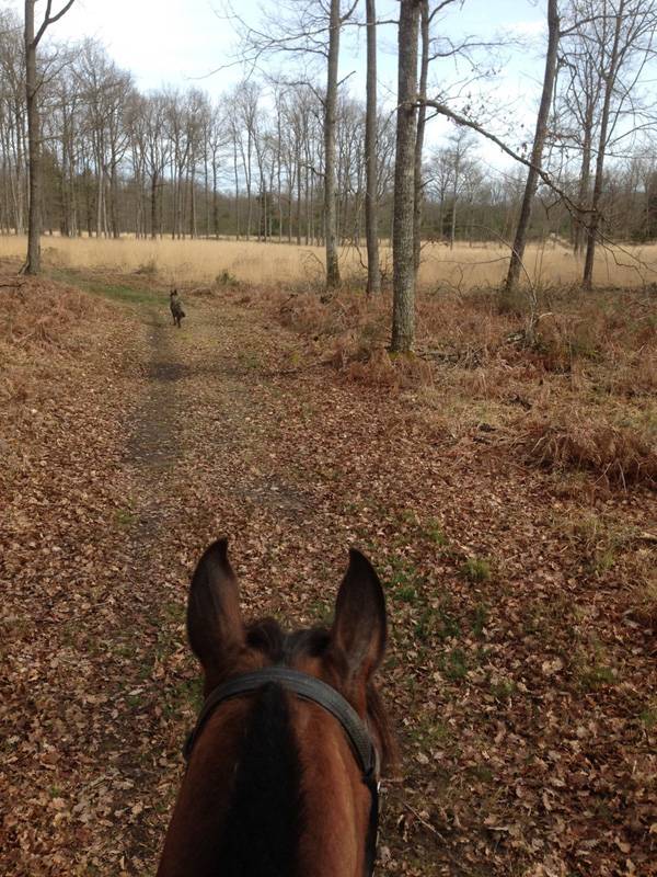 Randonnée : La Brenne à cheval :  En passant par la forêt de Luzeret (circuit à la journée) -