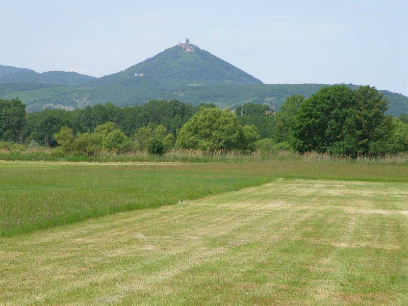 Randonnée : Circuit dans l'Ill*Wald