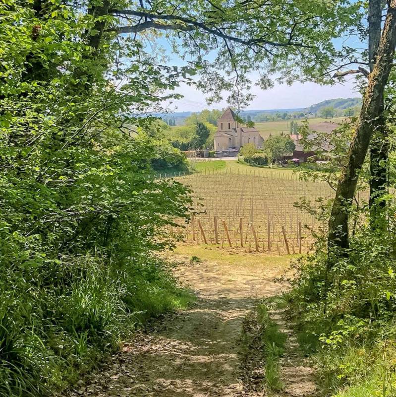 Randonnée : Boucle du vignoble Castillonnais