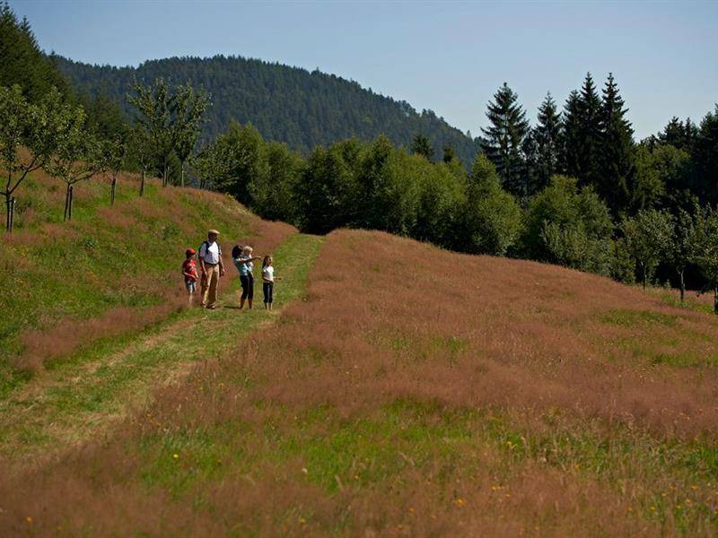 Randonnée : Circuit rando H05 : Le sentier des fruitiers