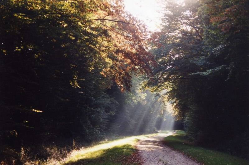 Randonnée : De l'arbre à l'eau