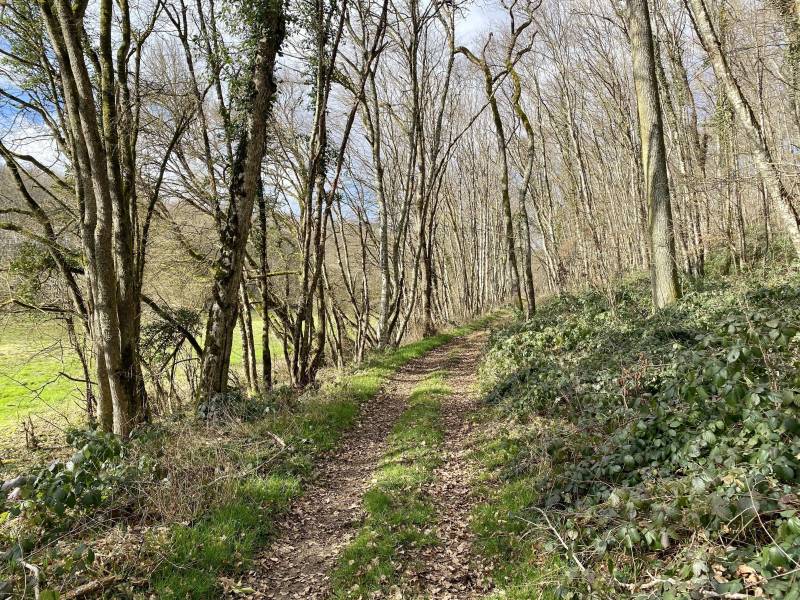 Randonnée : Promenons-nous dans les bois à Saint-Loup