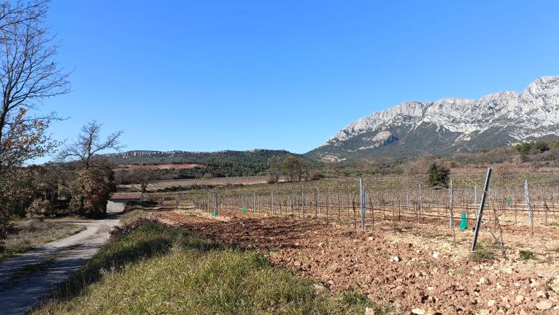 Randonnée : Le sentier des vignerons de Puyloubier