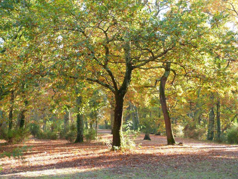 Randonnée : Balade à roulettes : Le parc de la Cheneraie